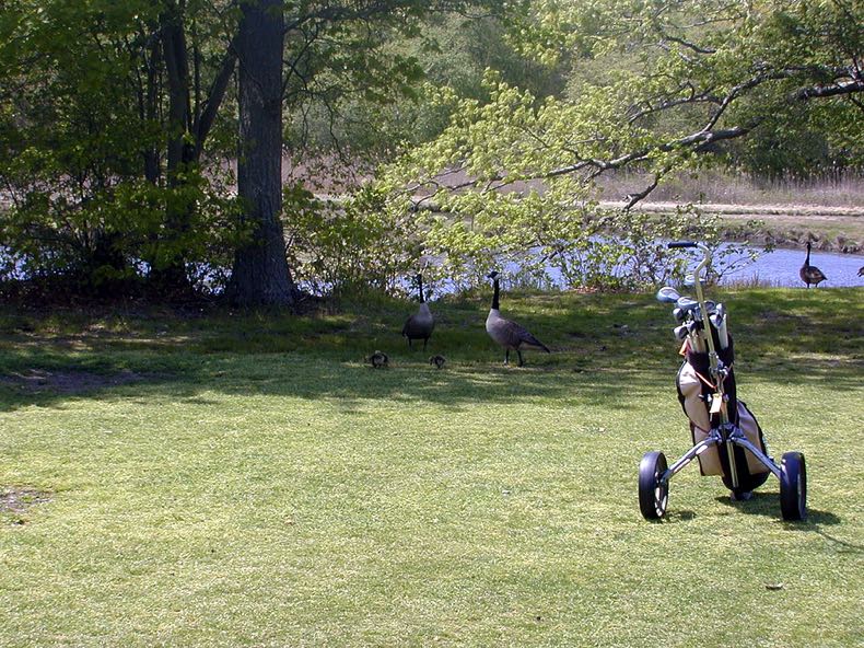 Geese on a golf course