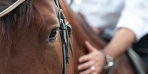 Horse close up