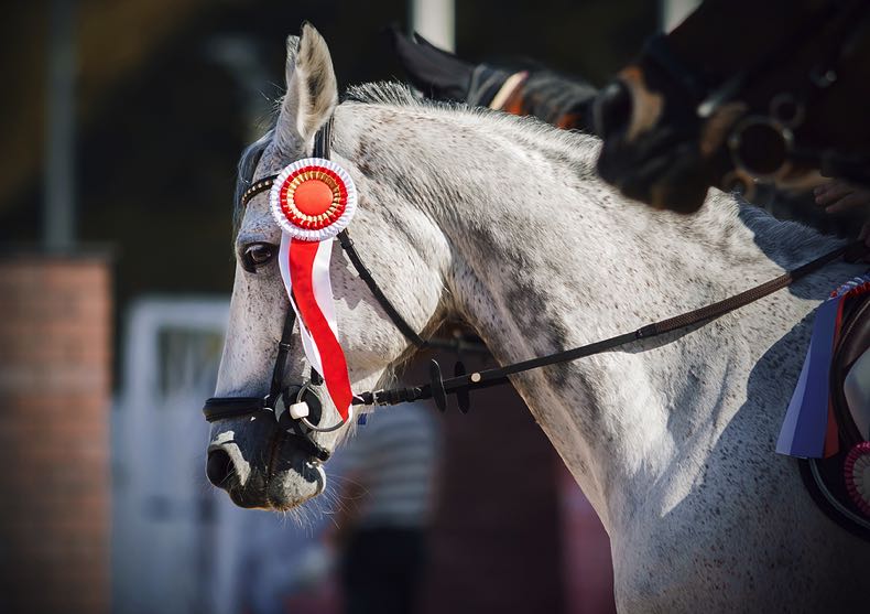 Horse with winning ribbon